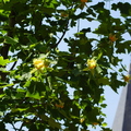 190524-PK-Tulpenboom in bloei- 05 